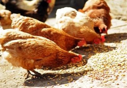 Commercial Poultry Production In Bangladesh