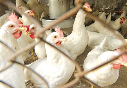 Nation reels towards poultry shortage