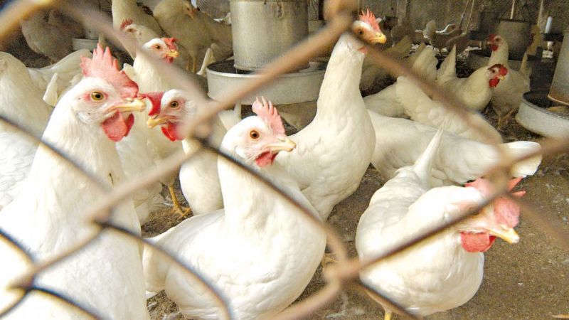 Nation reels towards poultry shortage